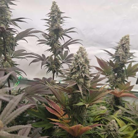 3x Lemon Cherry Gelato