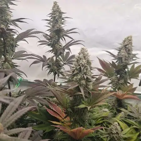 3x Lemon Cherry Gelato
