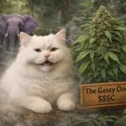 The Gassy One - SSSC Contest