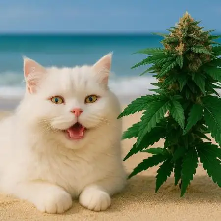 Another Cookie in Disguise 🍪🌱