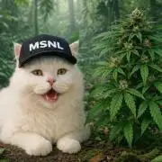 Mimosa Autoflower by MSNL Seeds