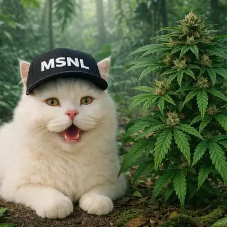 Mimosa Autoflower by MSNL Seeds