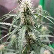 GORILLA ZKITTLEZ AUTO