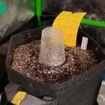 Strawberry Gorilla Auto