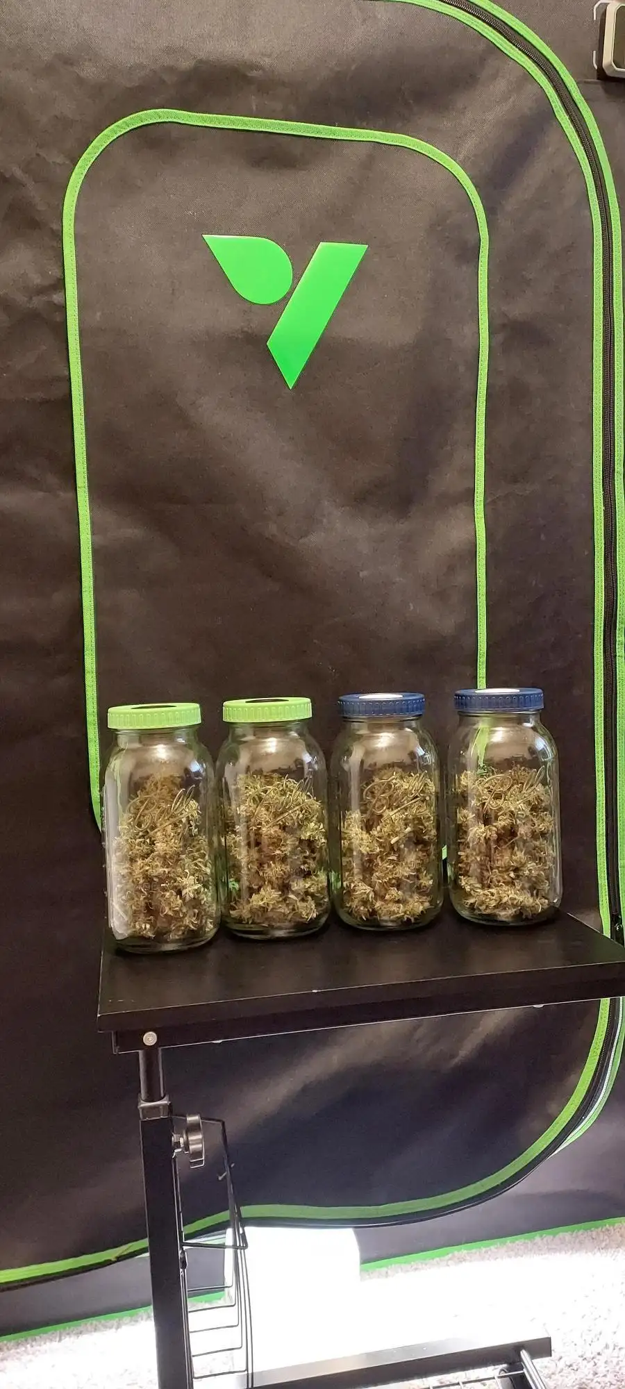 Organic Gorilla Zkittlez Auto 5/25 grow journal by KooKo
