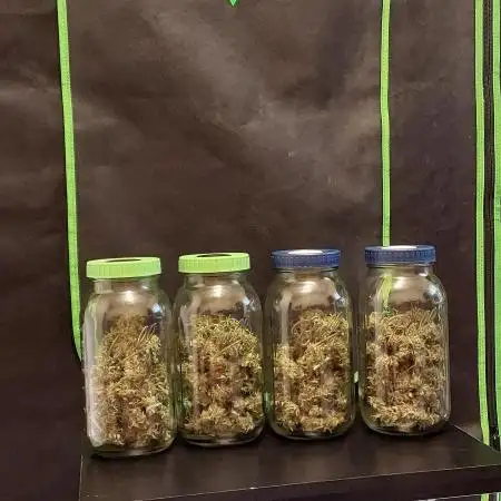 Gorilla Zkittlez Auto 5/25