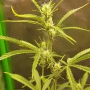 GORILLA COOKIES AUTO