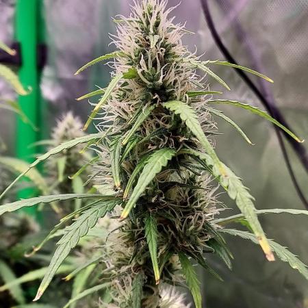 GORILLA ZKITTLEZ AUTO