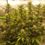 Gorilla Cookies Auto