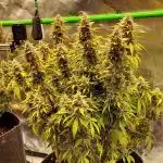 Gorilla Cookies Auto 5/25