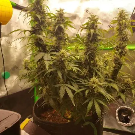 Gorilla Zkittlez Auto