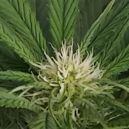 Organic Cherry Cola RF3 Auto