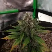 Organic Tropicana Cookies Auto