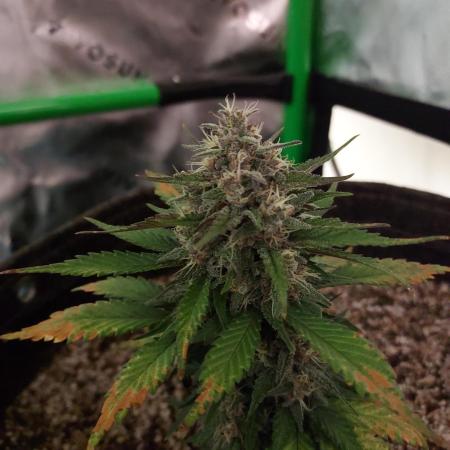 Organic Tropicana Cookies Auto