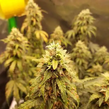 Gorilla Zkittlez Auto