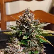 Organic Banana Purple Punch RF3 Auto