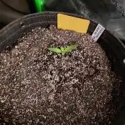 Organic Tropicana Cookies Auto