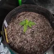 Organic Tropicana Cookies Auto