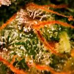 Gorilla Cookies Auto 5/25