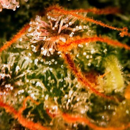 Gorilla Cookies Auto 5/25