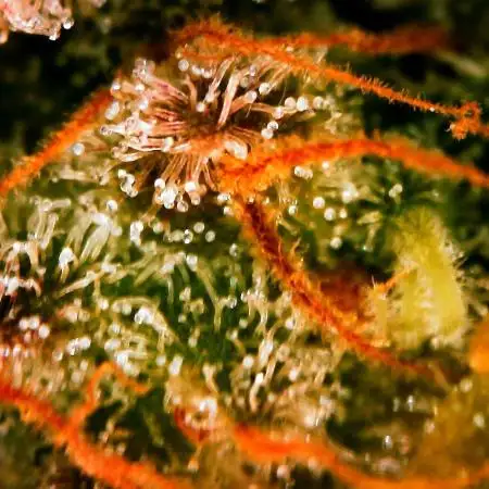 Gorilla Cookies Auto 5/25