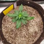 Organic Banana Purple Punch RF3 Auto