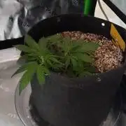 GORILLA ZKITTLEZ AUTO