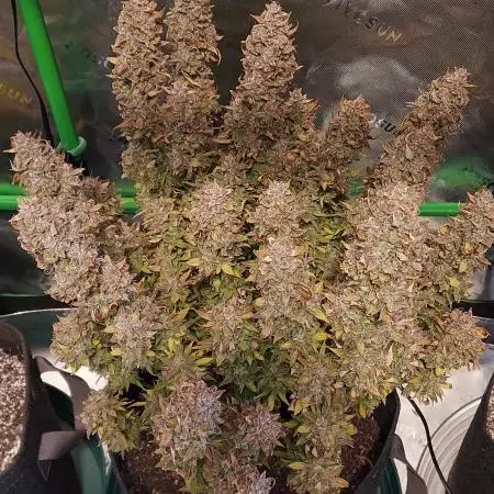 Gorilla Cookies Auto 5/25