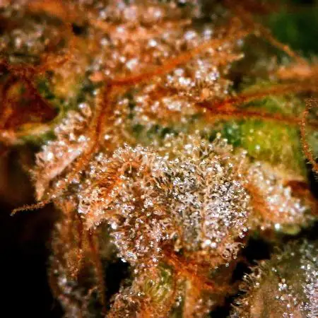 Gorilla Cookies Auto 5/25