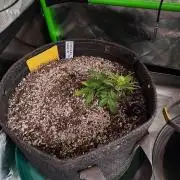 Organic Tropicana Cookies Auto