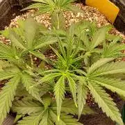 GORILLA COOKIES AUTO