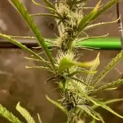 GORILLA COOKIES AUTO