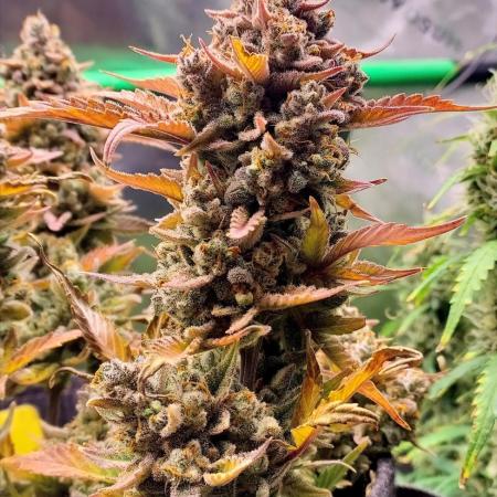 Organic Apple Strudel Auto