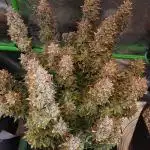 Gorilla Cookies Auto 5/25