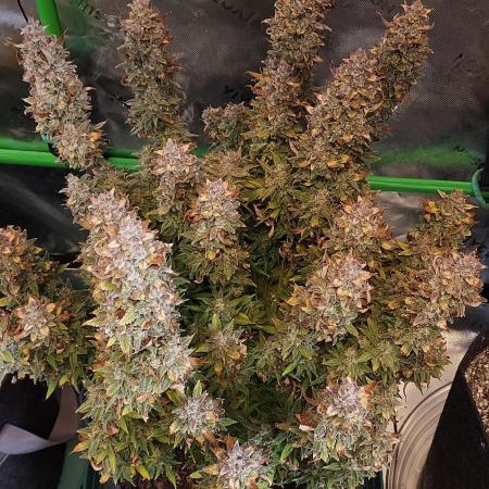 Gorilla Cookies Auto 5/25