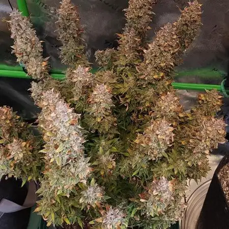 Gorilla Cookies Auto 5/25