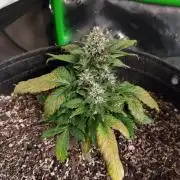 Organic Banana Purple Punch RF3 Auto