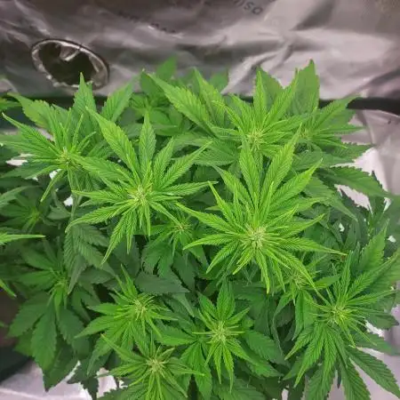 Gorilla Cookies Auto