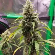 GORILLA ZKITTLEZ AUTO