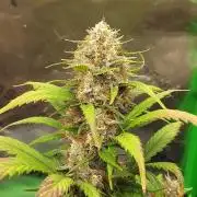 Organic Pound Cake Auto