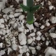 GORILLQA COOKIES AUTO