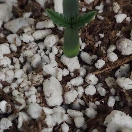 GORILLQA COOKIES AUTO