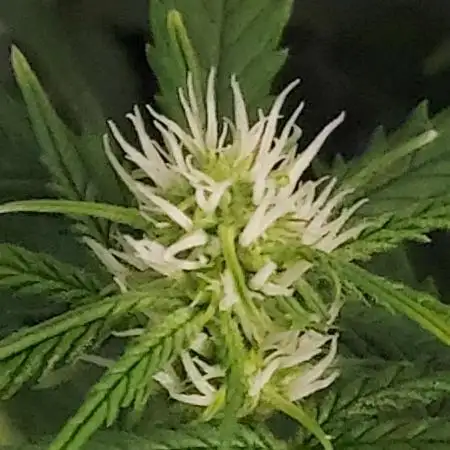 Organic Sour Jealousy Auto