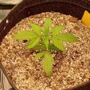 GORILLA ZKITTLEZ AUTO