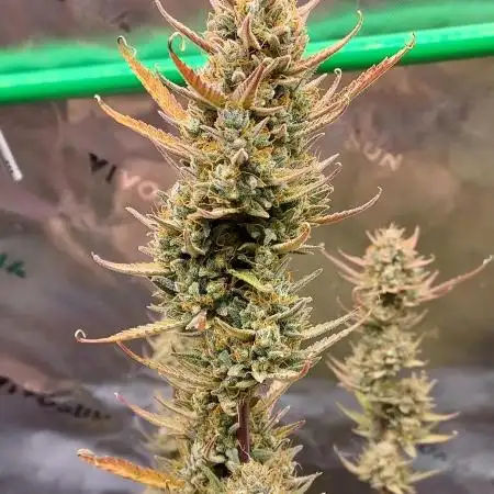 GORILLA COOKIES AUTO