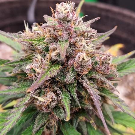 Organic Tropicana Cookies Auto