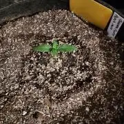 Organic Banana Purple Punch RF3 Auto