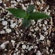 GORILLA ZKITTLEZ AUTO