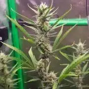 GORILLA COOKIES AUTO