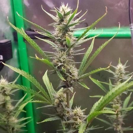 GORILLA COOKIES AUTO